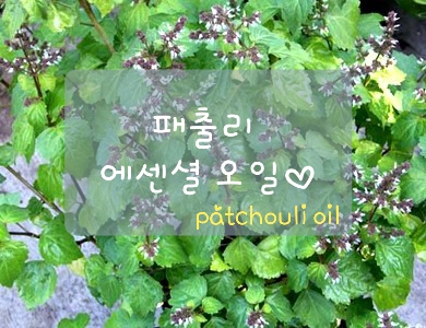  패출리 에센셜오일의 효능