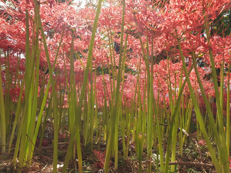 김해 도심숲 힐링 산책로, 푸른 녹음 사이로 강렬한 붉은빛 :: 김해 어방자연부락 꽃무릇축제