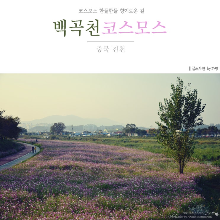  코스모스 한들한들 향기로운 길, 진천 백곡천변