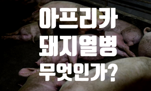  아프리카 돼지열병이란?