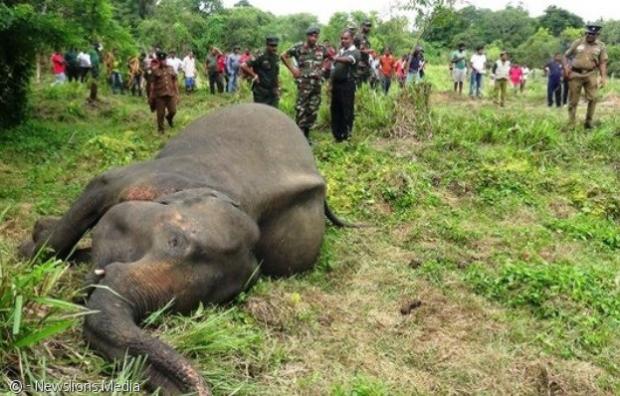 죽은 어미 깨운 아기코끼리..스리랑카, 7마리 독살 수사