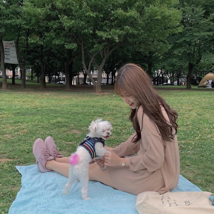  카페 NOYB & 부평공원                             [강아지 산책, ᴰᴬᴵᴸᵞ 일상]