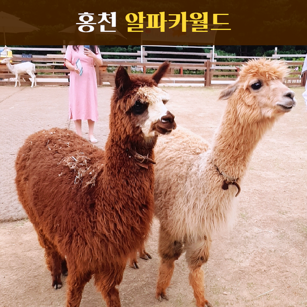  10월 여행 추천! 홍천 아이랑 갈만한곳<홍천 알파카 월드>