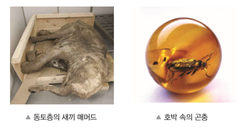 지구과학 2021 수능 대비, 화석 : 네이버 블로그