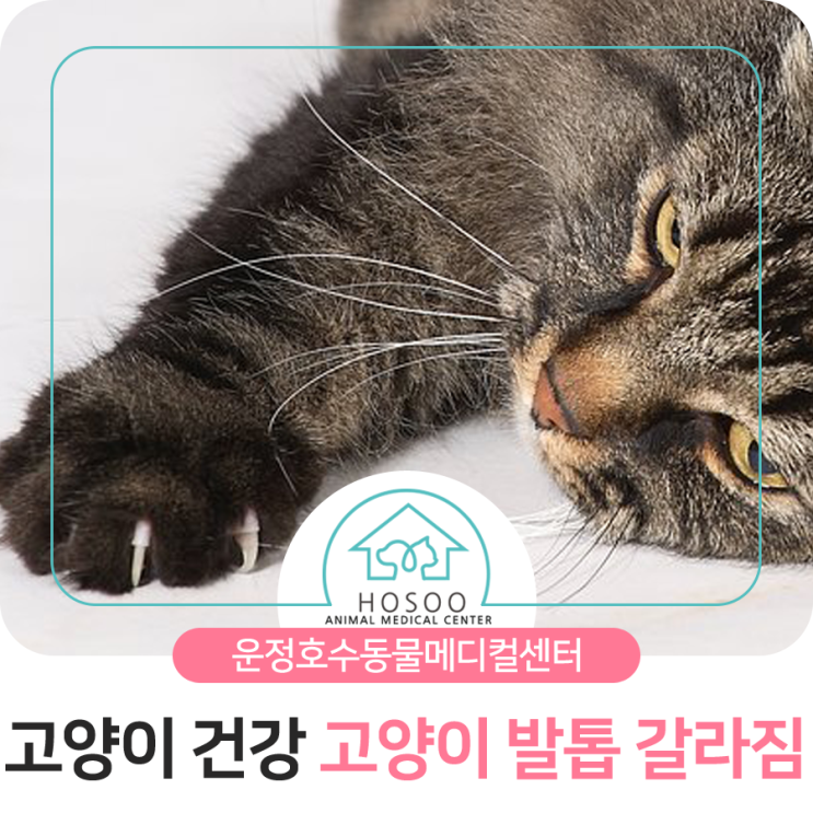  운정신도시 동물병원 : 고양이 발톱갈라짐 증상의 원인 알아보기!