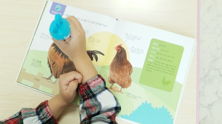 4살 자연관찰책에서 병아리가 닭이 되는 과정을 배워요.