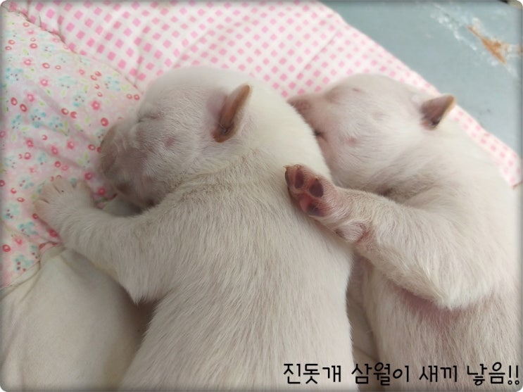  유기견 입양후 강아지 새끼 낳기까지 반려동물 함부로 키우지 마세요! TV동물농장 복실이 광복이 삼월이 이야기