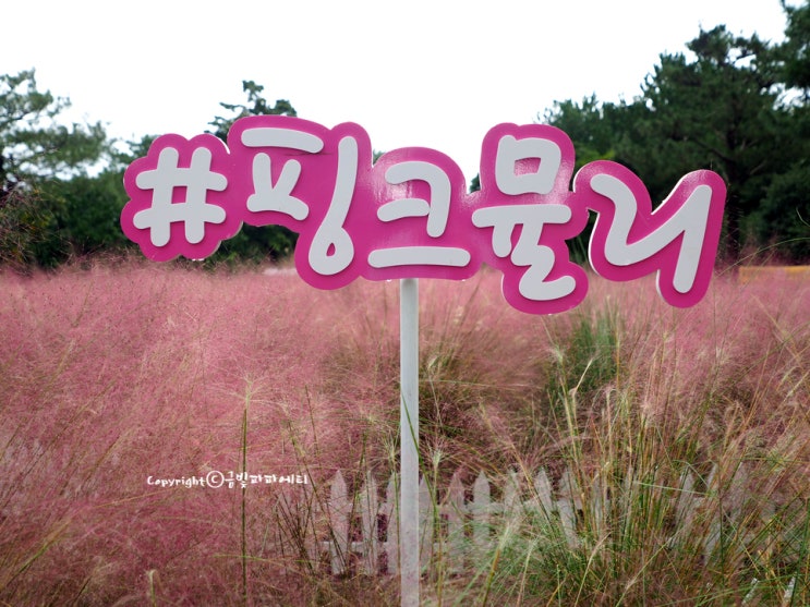  제주도 가볼만한곳 10월 11월 핫한곳! (f. 감귤체험 & 제주날씨)