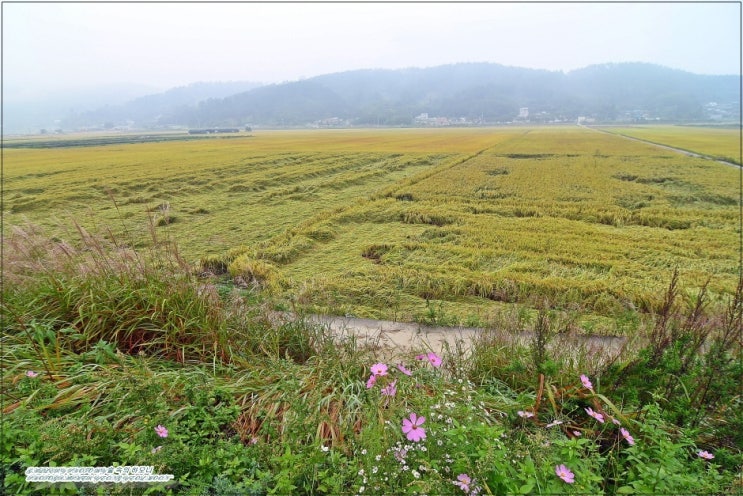  18호 태풍 미탁에 한반도 가을 들녘이 위태롭다.