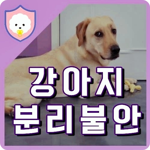 강아지 분리불안 쉽고도 어렵다?