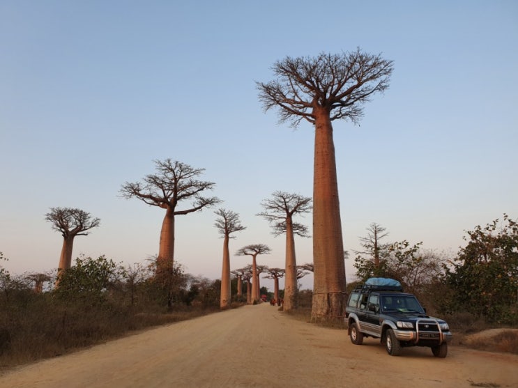 [마다가스카르 여행3-1] 칭기투어 모론다바 바오밥 나무 일출(Baobab Avenue)