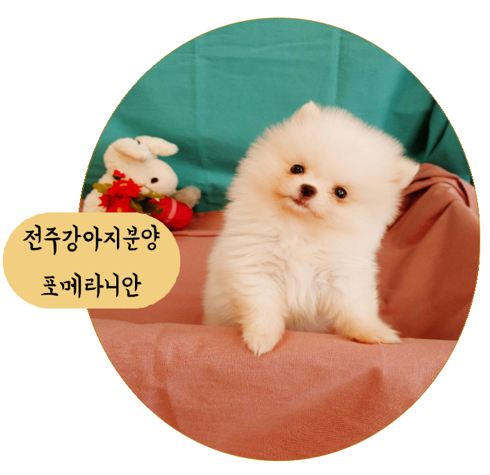 전주금암동강아지분양 풍성한 모량을 자랑하는 귀여운 질투쟁이, 포메라니안!