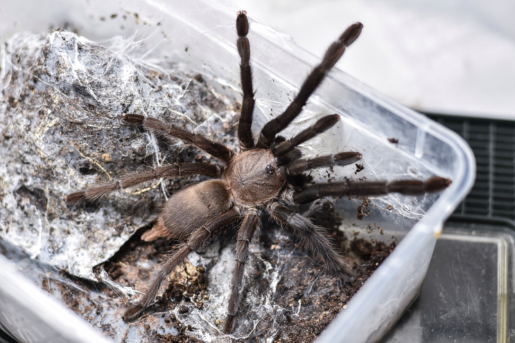 취미생활, "선물받다. 거미를.." 칠로브라쉬 sp. 카엥 크라찬 입양(Chilobrachys sp. 'Kaeng krachan') / NIKON D750_50.8