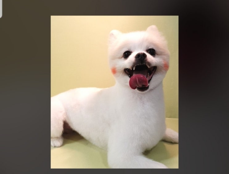  인천포메미용  전체곰돌이컷 귀여우밍