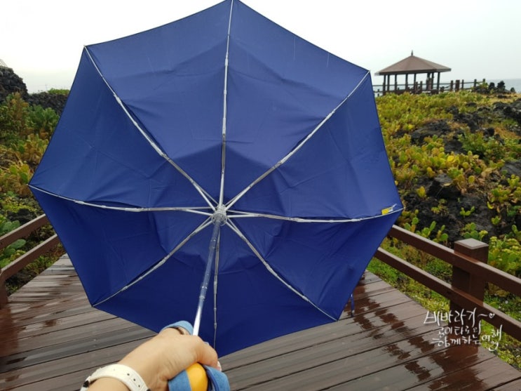  어젯밤 비행기로 저 왔습니다^^..제주 벗어남...