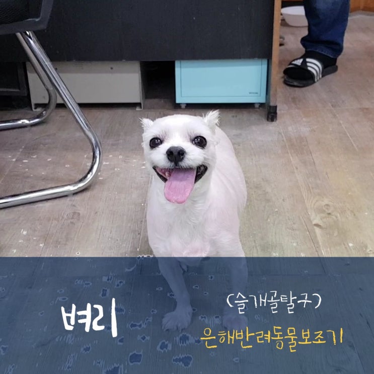  은해반려동물보조기와 7살 말티즈 벼리의 만남, 슬개골탈구로 인한 무릎 보조기 맞춤 제작 후기