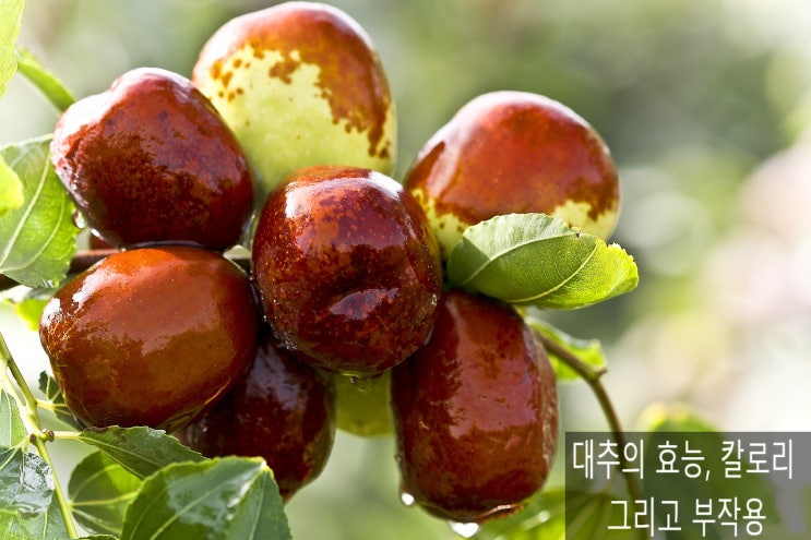  가을 제철 맞은 대추의 효능, 칼로리 그리고 부작용에 대해 알아봐요