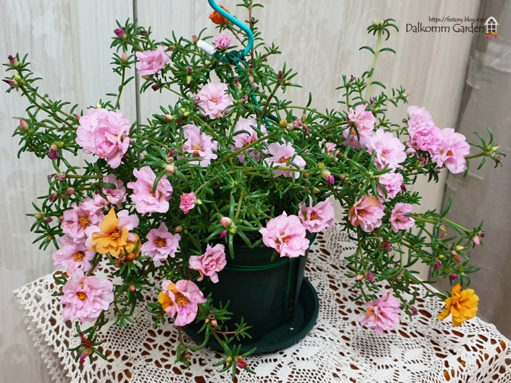  한아름 꽃바구니~~
