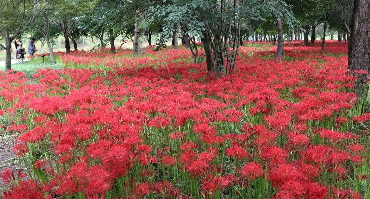 9월 선운사/꽃무릇/가을을 부르는 붉은 향연!