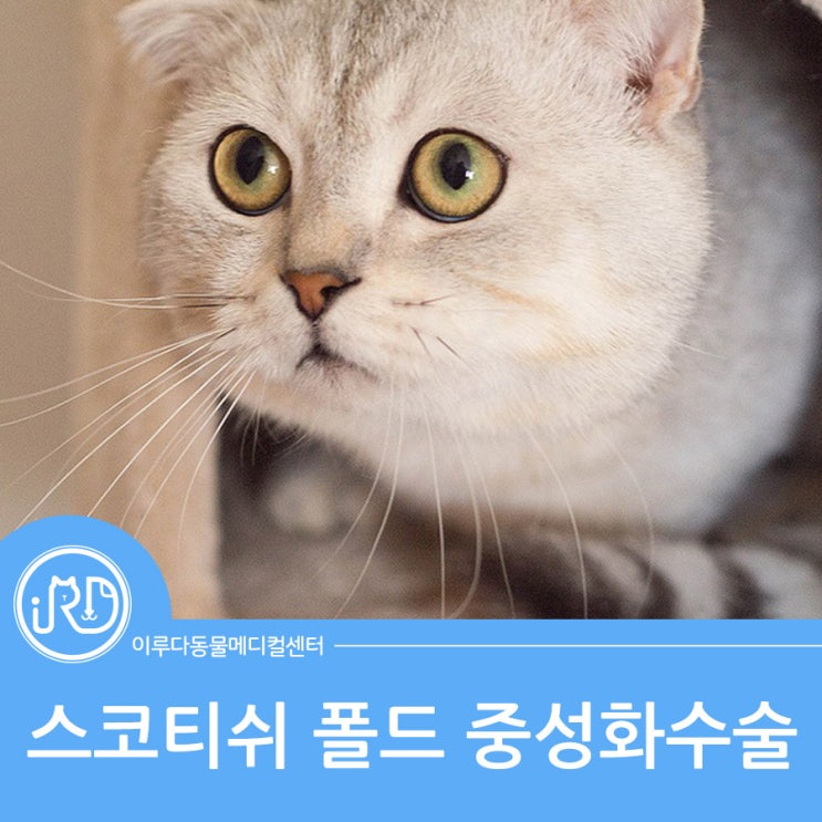  화성시청 동물병원 고양이 진료 케이스 : 스코티쉬 폴드 중성화 수술