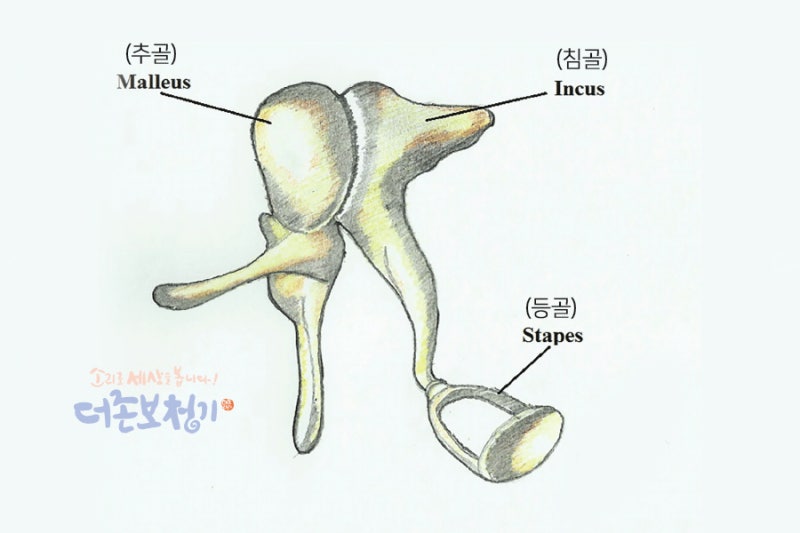 우리 신체 몸에서 가장 작은 뼈(등골 stapes)와 근육(이내근 auditory muscles), 이소골 (2편) : 네이버 블로그