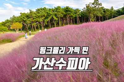  가산수피아 핑크뮬리 풍경에 취하고 공룡뜰과 카페에 놀란 여행