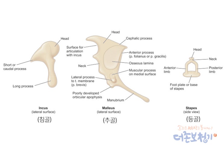  우리 신체 몸에서 가장 작은 뼈(등골 stapes)와 근육(이내근 auditory muscles), 이소골 (2편)