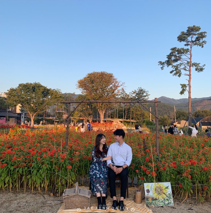  [춘천 카페 추천] 막 찍어도 인생샷 나오는 맨드라미 꽃밭 카페 :: 카페 감자밭c