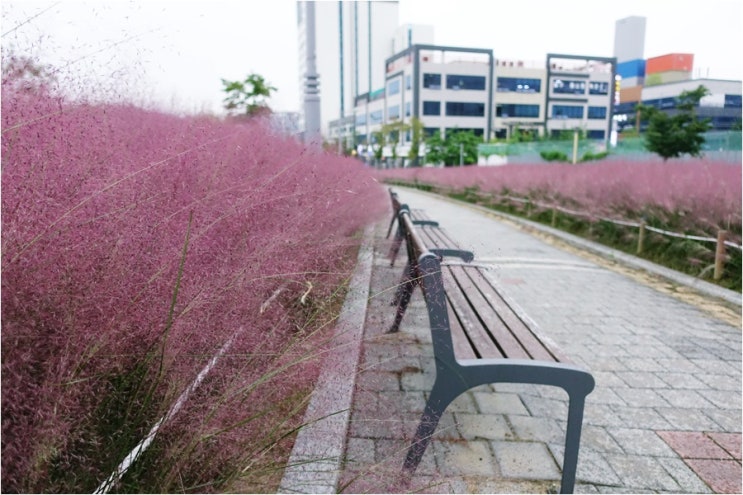 대구 핑크뮬리 만날 수 있는 곳 동구혁신도시 신서중앙공원