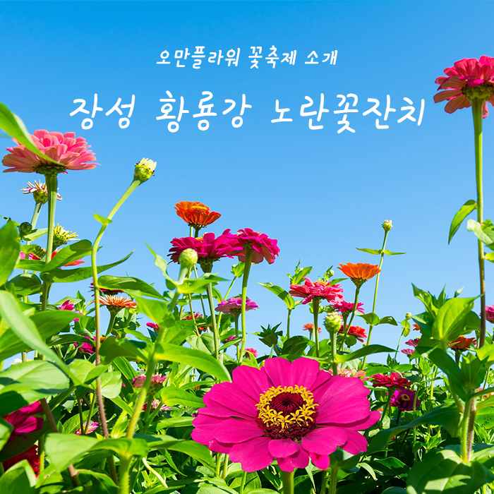 10월 전라남도 장성 황룡강 노란꽃잔치 행사 일정 및 부대행사 소개!