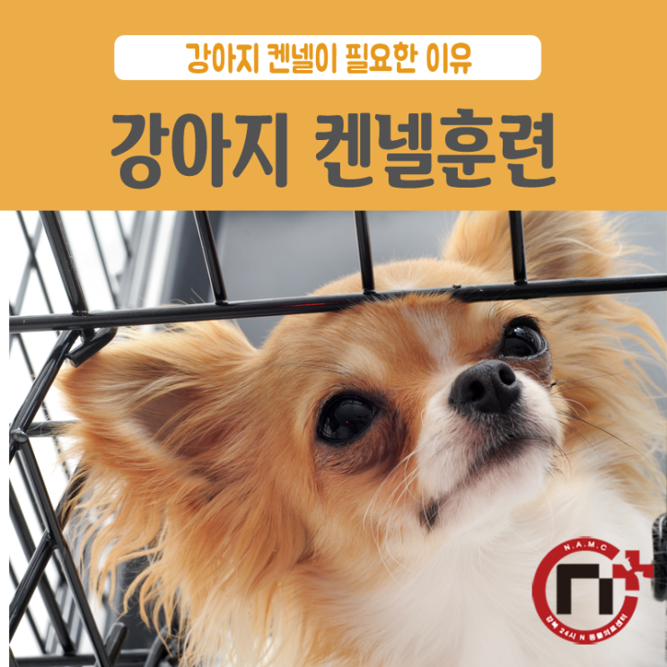  [강북24시] 강아지 켄넬훈련, 강아지 케이지, 강아지 켄넬이 필요한 이유