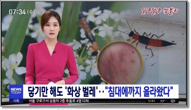  닿기만해도 "화상벌레"... 학교부터 가정집까지