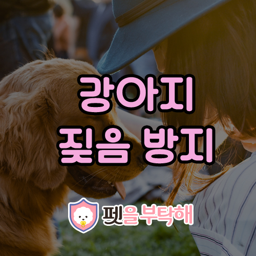  강아지 짖음방지 훈련 3가지 방법