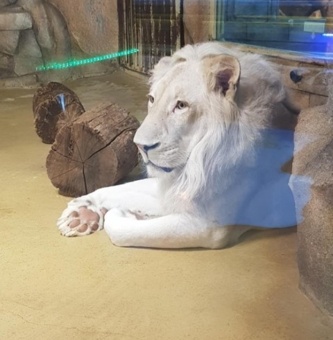  대구 아이니테마파크 실내동물원 9900원에 즐겨요
