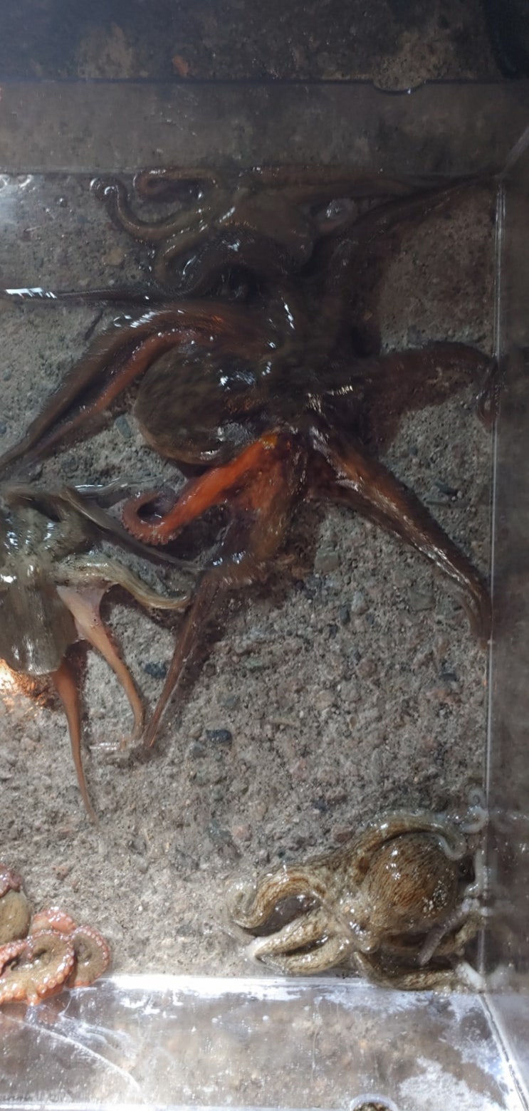  포항 돌문어 비밀 포인트를 찾아 탐사