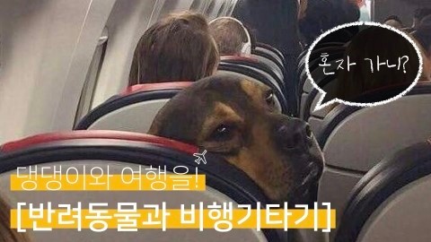 댕댕이와 여행을! [반려동물과 비행기타기]