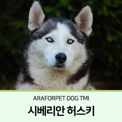  시베리안 허스키 _ 아라포펫 Dog TMI