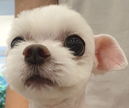  페페 펫드라이 드라이룸