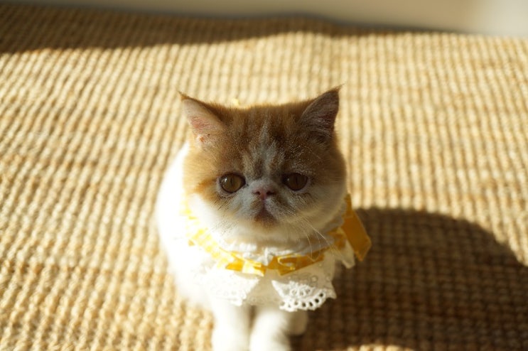  고양이 허피스 증상 알고 대비해요!