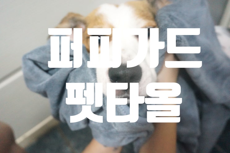  퍼피가드 펫타올 강아지 수건으로 빠르게 목욕시간 마무리해요!