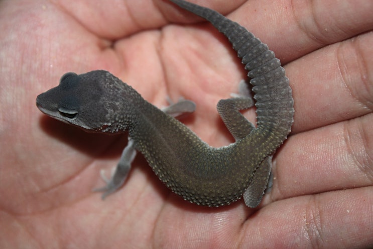  LION GECKO. 라이온게코 레오파드게코 이번시즌 브리딩 예정 다섯라인!!
