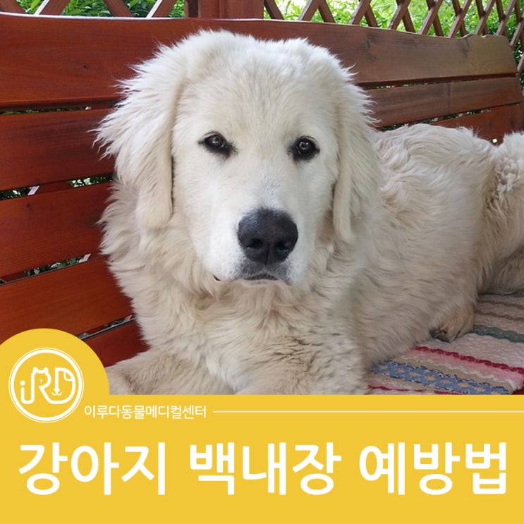 대형견 전문 향남동동물병원 동물상식 : 강아지 백내장 예방법