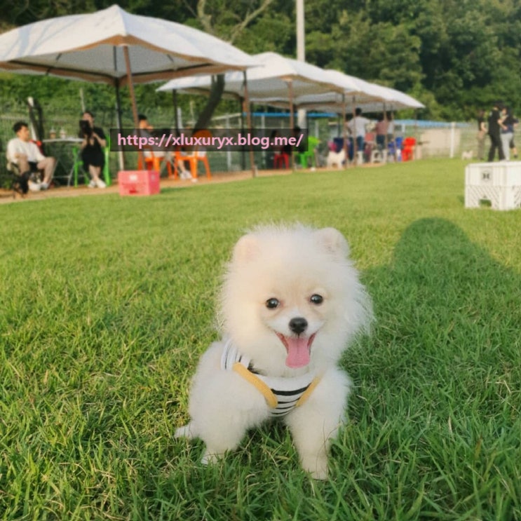  댕댕이들의 천국! 김해 애견운동장 멍프리:)