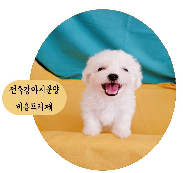  전주효자동강아지분양 인형처럼 아기자기한 비숑프리제!