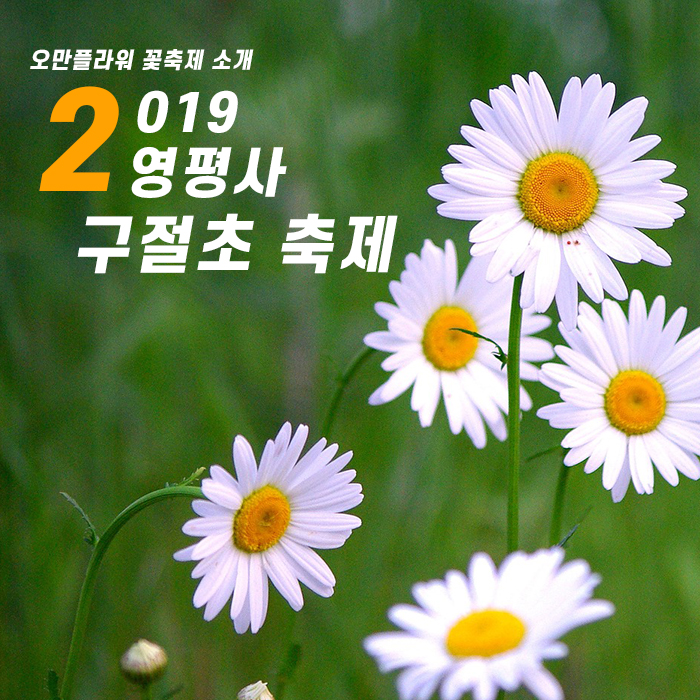  장군산 영평사 구절초축제는 어떤 꽃축제일까요? 가을행사 소개