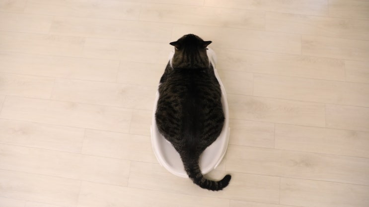  고양이 몸무게 재기: 유아용 체중계로! 늘어나는 비만묘들 ㅠㅠ*