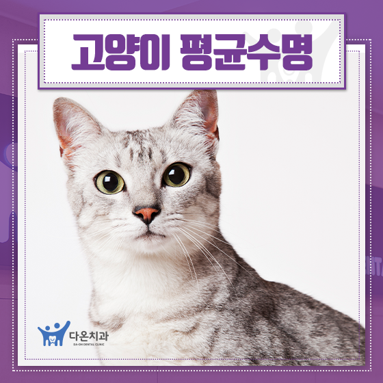  고양이 평균수명과 사람 나이로 계산하는 방법은?