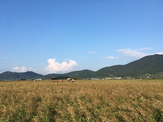  [나들이/순천] 순천만습지/순천갈대밭/가을날씨/임신26주/산책
