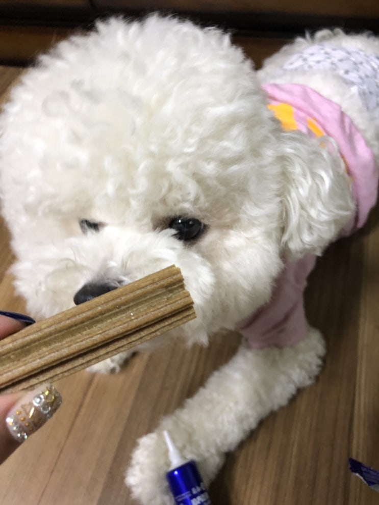  휘슬x아지냥이 덴티스마일 런칭이벤트 강아지필수품!