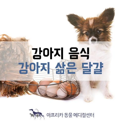  강아지 음식 : 강아지 삶은 계란 먹어도 되나요?